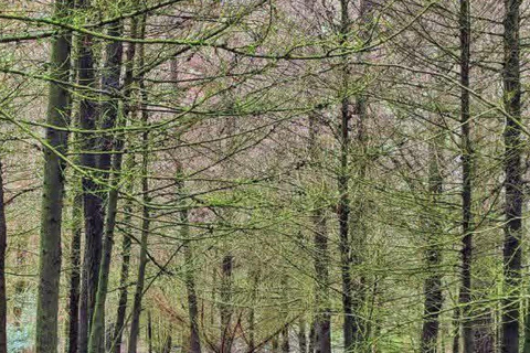 Tagestour im Suba-Park – Alte Wälder, Wildtiere &amp; NaturwanderungenTagestour im Suba Park – Alte Waldtiere &amp; Naturwanderungen