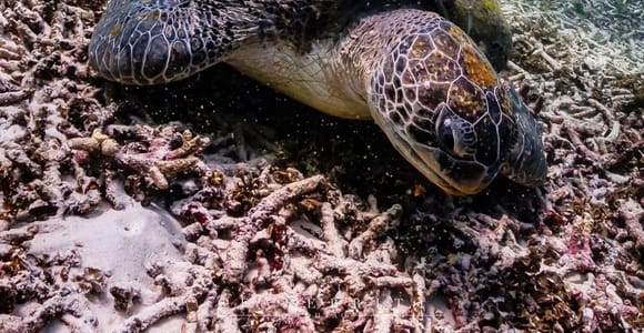 Koh Samui: Snorkeling Trip Koh Tao & Koh Nang Yuan Speedboat