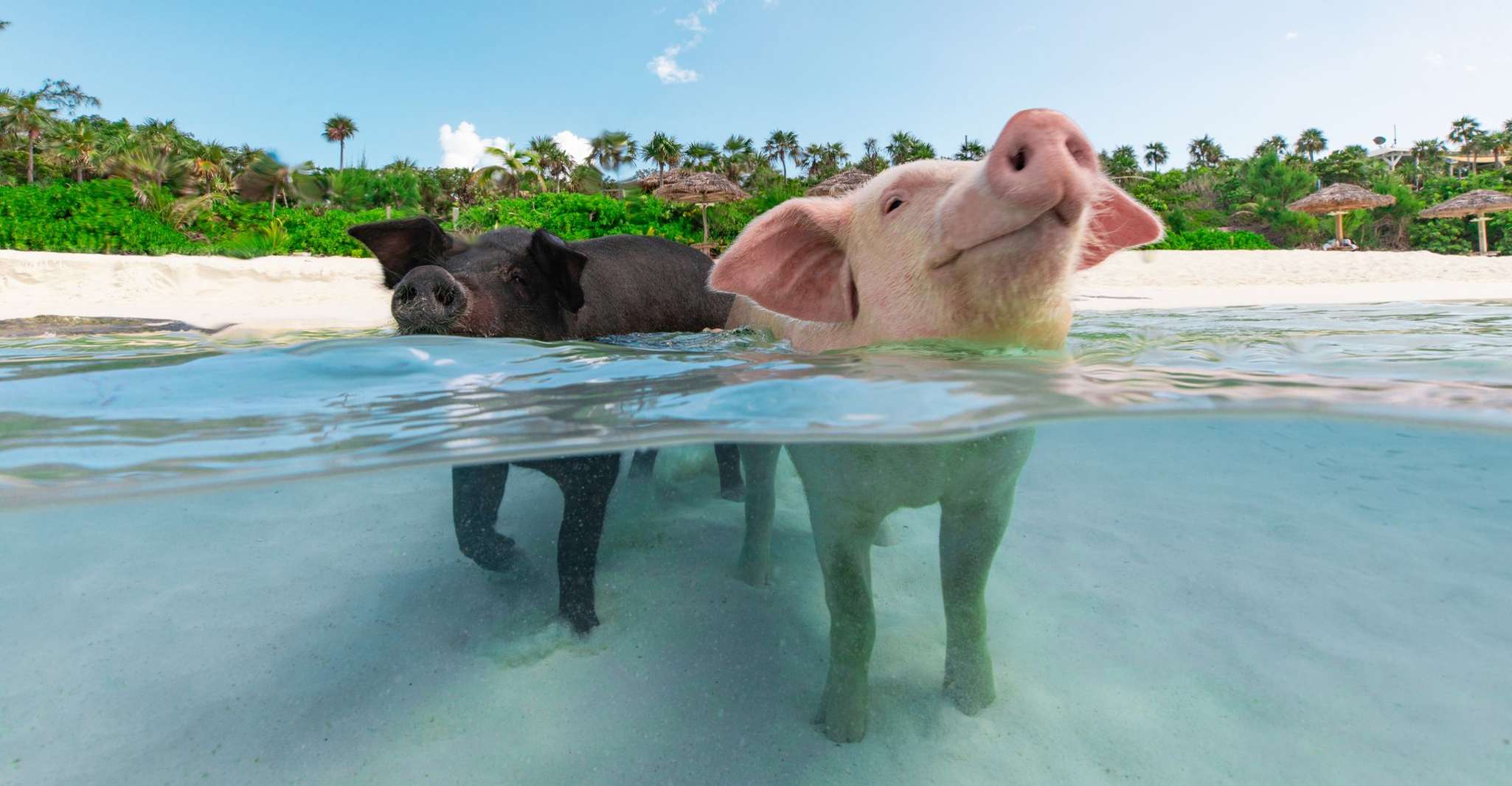 天堂岛，游泳猪和午餐的玫瑰岛之旅 - Housity