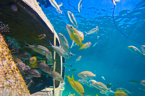Nassau: gita di un giorno a Sun Cay, snorkeling, incontro con l'iguana e pranzo