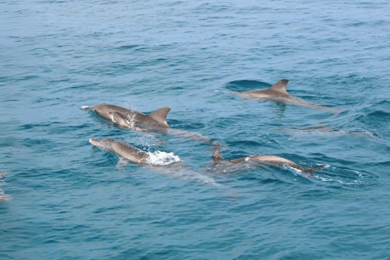 Phuket : L'île de Raya, l'île de Maithon et l'observation des dauphins