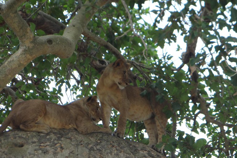 Ouganda : 17 jours de safari de lune de miel avec trekking à la rencontre des gorilles