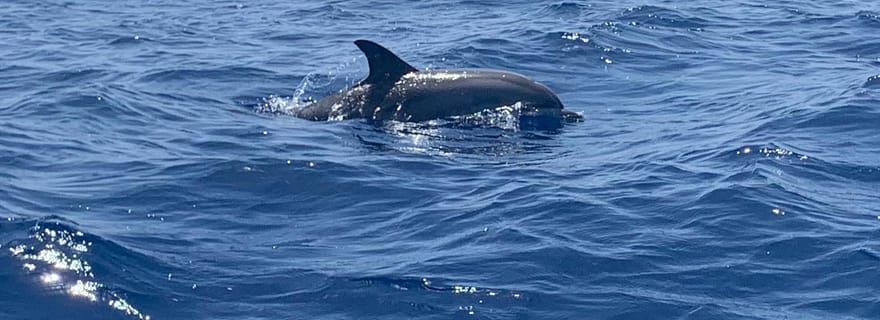 Safari EcoMarine de luxe – Aventure d'observation des baleines et des dauphins