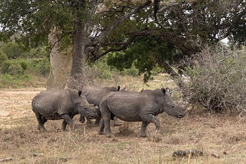 From Maputo: Kruger Park Safari & Elephant Interaction Tour