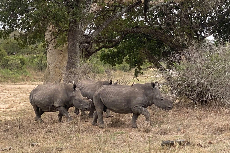 From Maputo: Kruger Park Safari & Elephant Interaction Tour