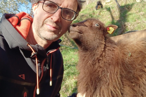 Pisa: Pisan Mountains Dwarf Sheep and Olive Oil Tour