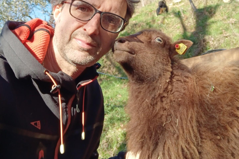 Pisa: Pisan Mountains Dwarf Sheep and Olive Oil Tour