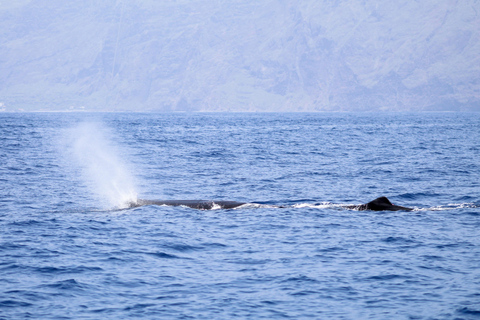 Funchal: Passeio de lancha rápida para observação de baleias e golfinhosFunchal: passeio de lancha para observação de baleias e golfinhos