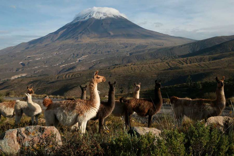 Excursión en la Reserva Nacional de Salinas y Aguada Blanca