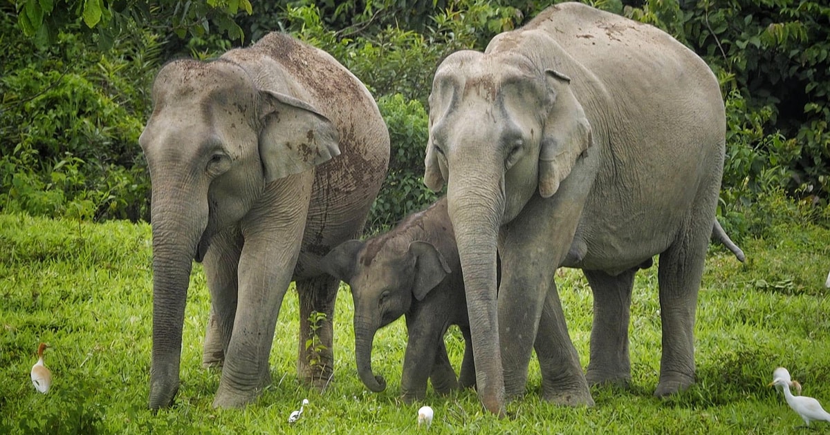 Hua Hin: Kui Buri National Park Wild Elephant Watching | GetYourGuide