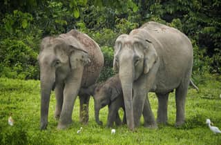 Hua Hin: Kui Buri National Park Wilde Elefanten beobachten