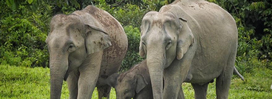 Hua Hin : Observation des éléphants sauvages dans le parc national de Kui Buri