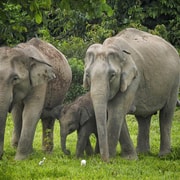 Hua Hin: Kui Buri National Park Wild Elephant Watching Hua Hin: Kui Buri National Park Wild Elephant Watching