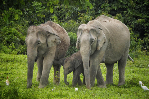 Hua Hin: Kui Buri nationalpark - observation av vilda elefanter