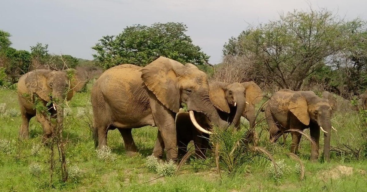 Bush & Beach Maputo National Park | GetYourGuide