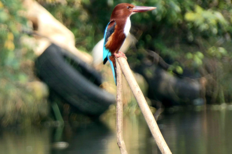Negombo To Muthurajawela Wetlands Bird Watching Boat Tour