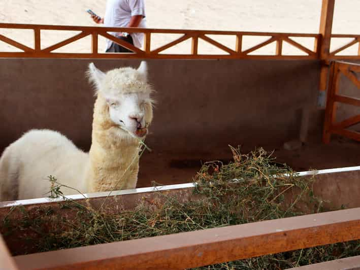 Lima Visita Al Yacimiento Arqueol Gico De Pachacamac Con Museo