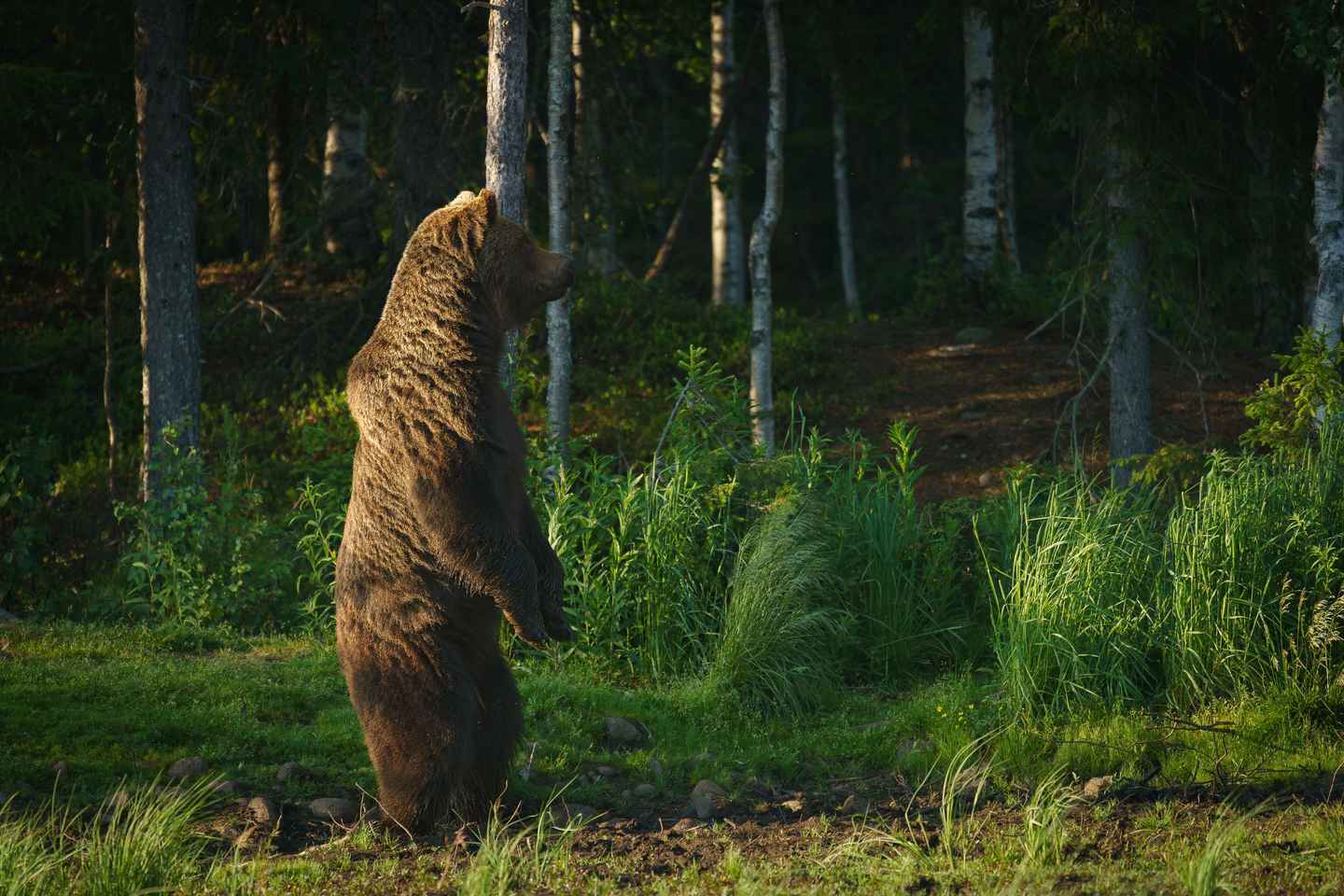 Kuusamo: Bear Watching Evening Tour