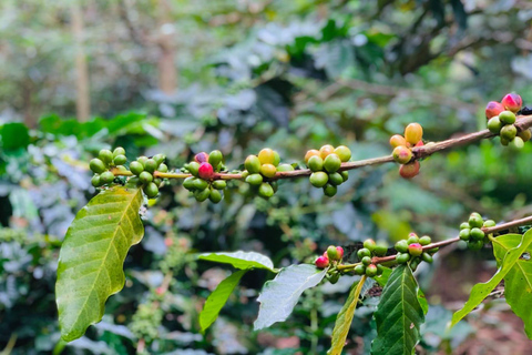 Ubud: Waterfalls, Sacred Monkey Forest & Rice Terraces Tour Private Half-Day Tour (5-6 Hours)