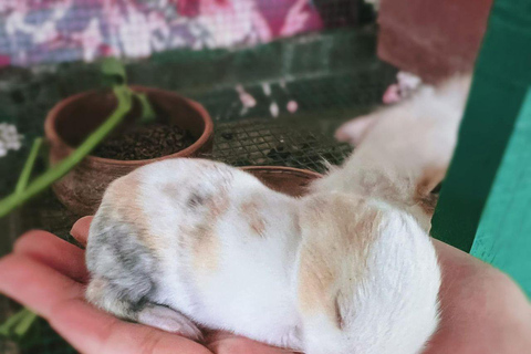 Penang: Balik Pulau Batik Painting &amp; Mini Zoo Petting