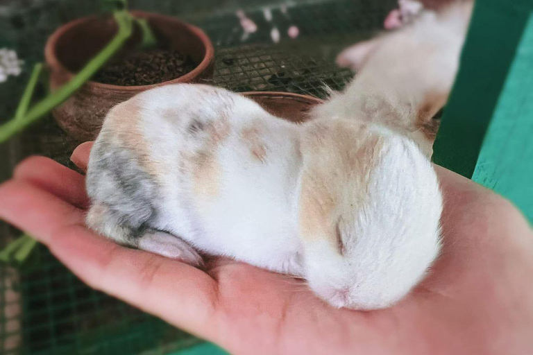 Penang: Balik Pulau Batik Painting &amp; Mini Zoo Petting