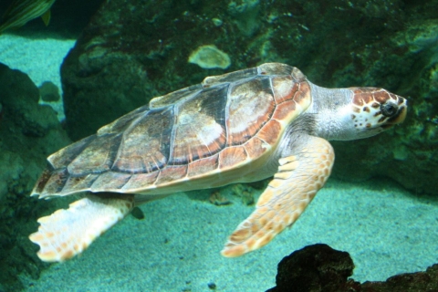 Zakynthos: Turtle Island Cruise with Swimming Stop