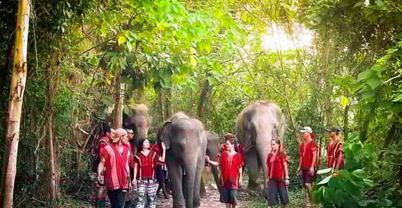 Phuket: Elefantenerlebnis mit Mittag- oder Abendessen und Abholung