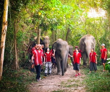 Phuket: Elephant Experience with Lunch or Dinner and Pickup