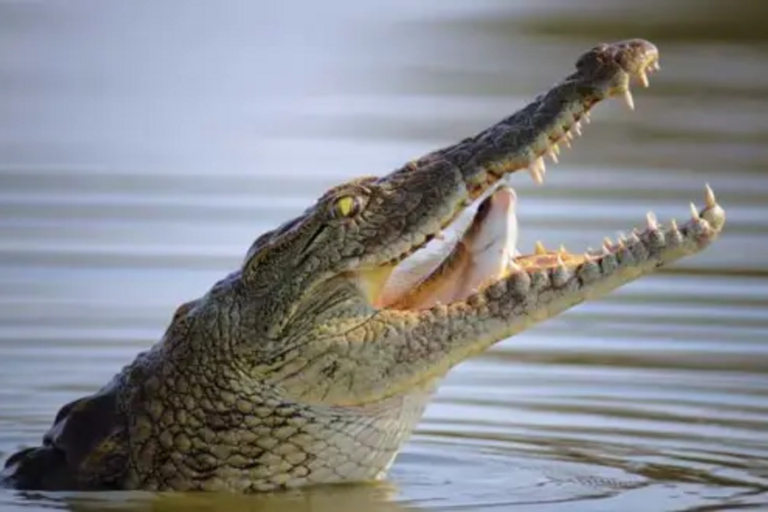 Nairobi: 7-Day Lake Turkana Safari with Tented Camps7-day Unforgettable Expedition to Turkana National Park.