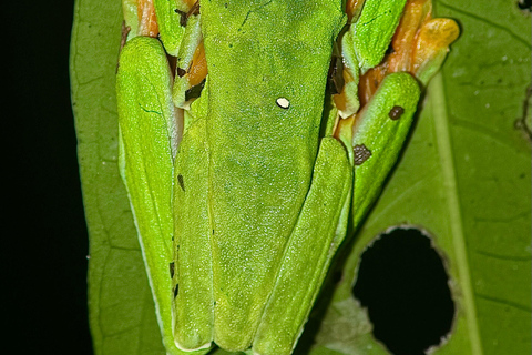 Puerto Jimenez: Jungle Night Walk near Corcovado NP