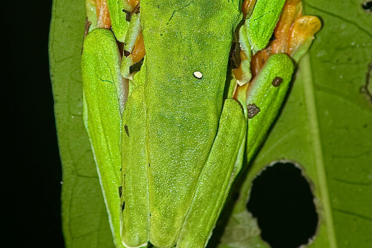 Puerto Jimenez: Jungle Night Walk near Corcovado NP