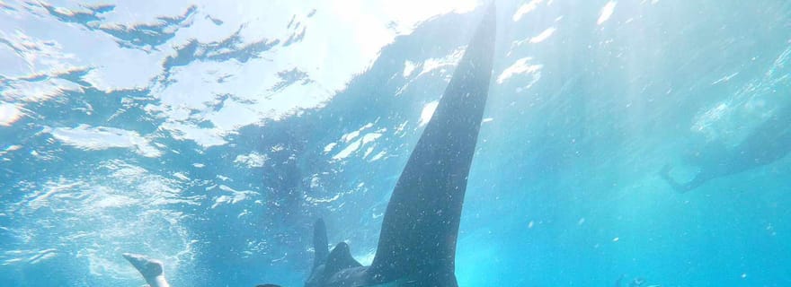 Oslob : Requins-baleines, chutes de Tumalog et aventure Sumilon Trio