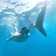 Oslob: Whale Sharks, Tumalog Falls & Sumilon Trio Adventure