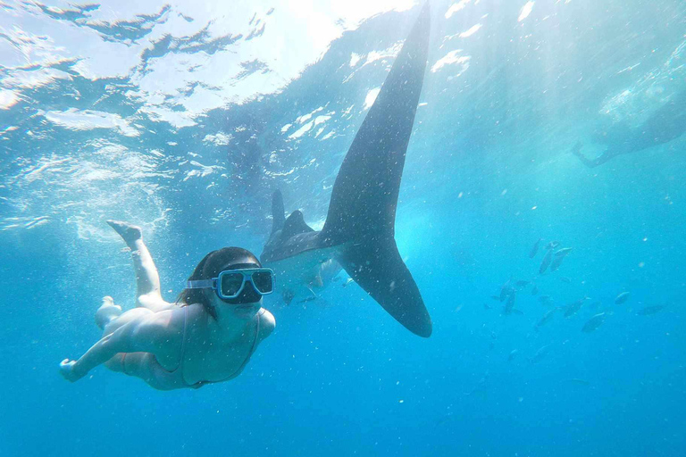 Oslob: Whale Sharks, Tumalog Falls & Sumilon Trio Adventure