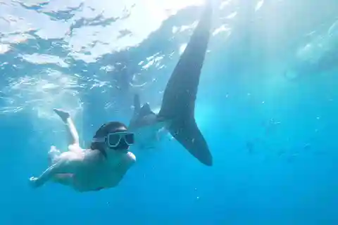 Oslob: Whale Sharks, Tumalog Falls & Sumilon Trio Adventure