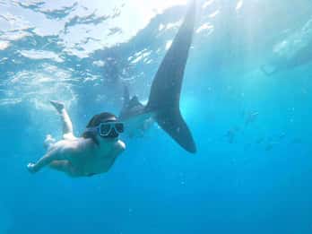 Oslob: Whale Sharks, Tumalog Falls & Sumilon Trio Adventure