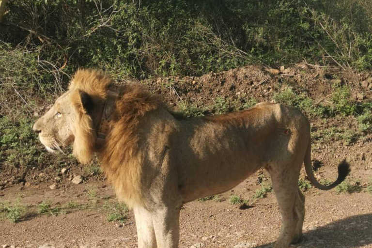 Nairobi: Nairobi National Park Safari with Guide