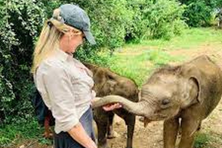 Au départ d'Ella :- Safari à Udawalawa et visite de la maison de transit des éléphants