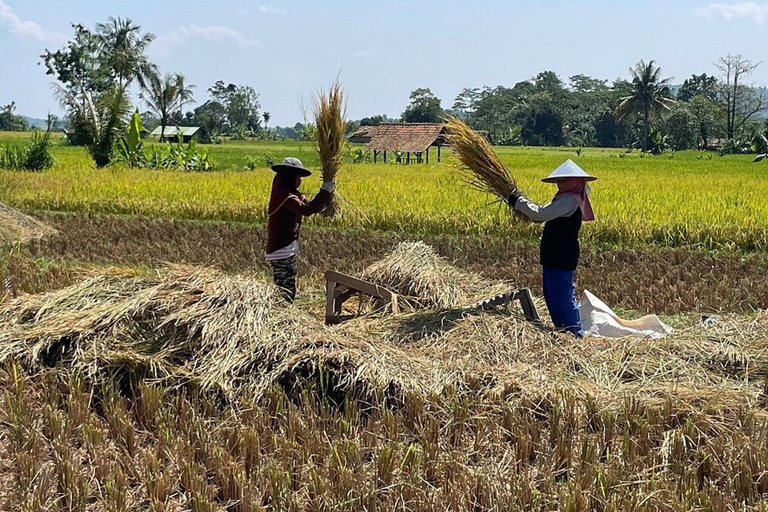 Yakarta: Volcán, campos de arroz y té, aguas termales y comida local