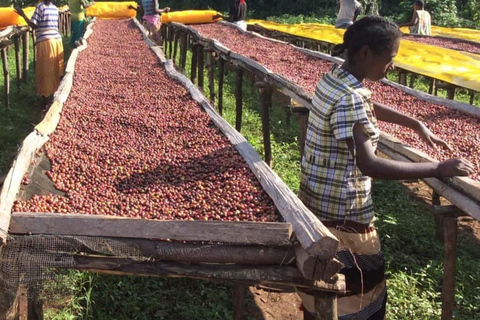 Kigali: tour della città e tour del caffè