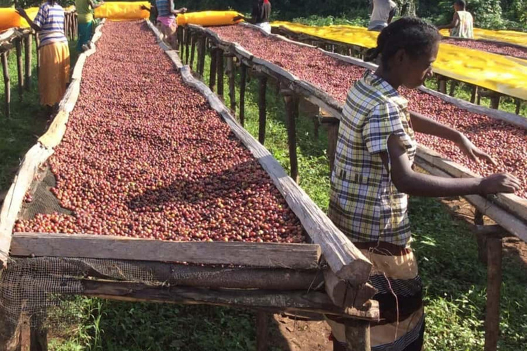 Kigali: tour della città e tour del caffè