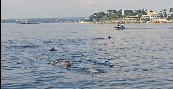 Poreč: Delfinbeobachtung auf einem Komfortschiff mit Getränken