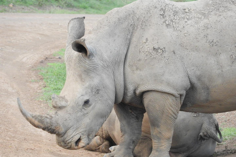Private Nairobi National Park Drive in 4*4 landcruiser