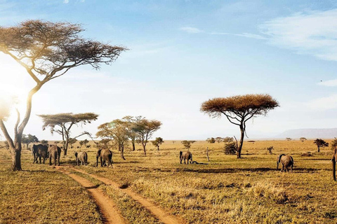 Zanzibar: 2-Days safari to Serengeti National Park