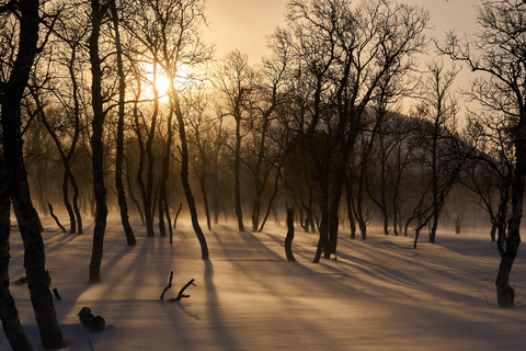 Nordreisa: guided snowshoe tour with a husky Guided snowshoe tour 2h with a husky & snack & campfire