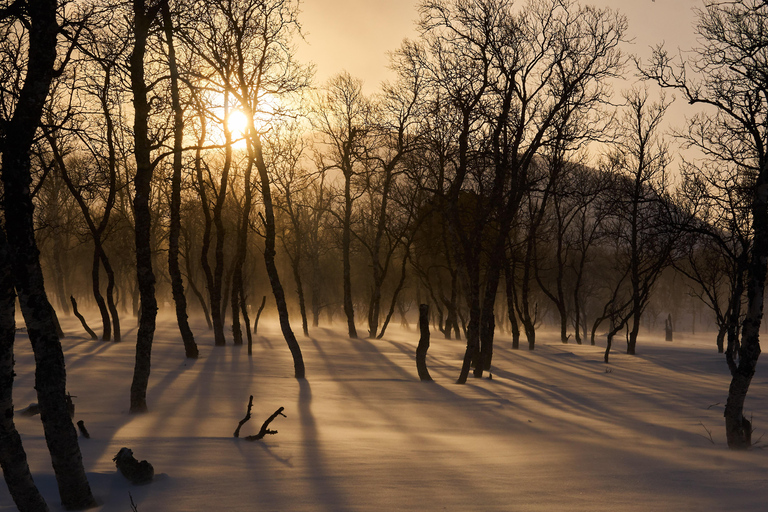 Nordreisa: guided snowshoe tour with a husky Guided snowshoe tour 2h with a husky & snack & campfire