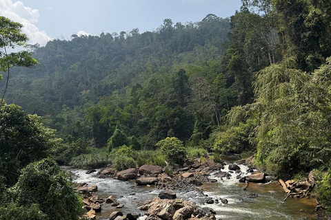 6 Hour Sinharaja Rainforest Tour