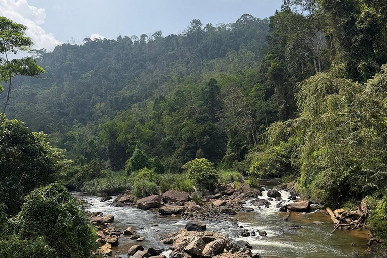 6 Hour Sinharaja Rainforest Tour