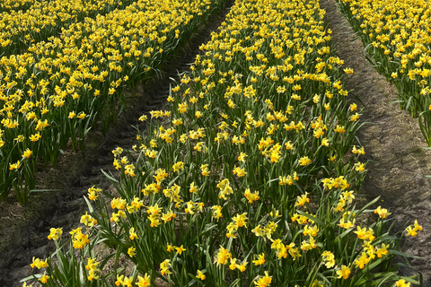 Lisse: Private Tulip Fields Tour with a Local Guide 1h Tour