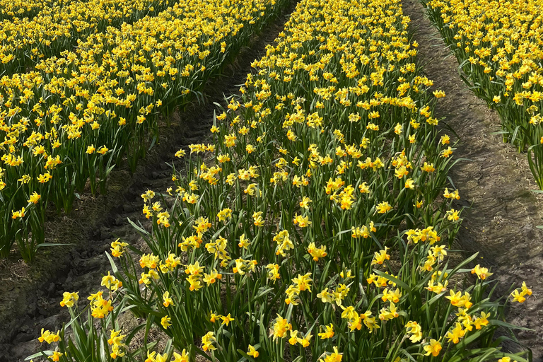 Lisse: Private Tulip Fields Tour with a Local Guide 1h Tour